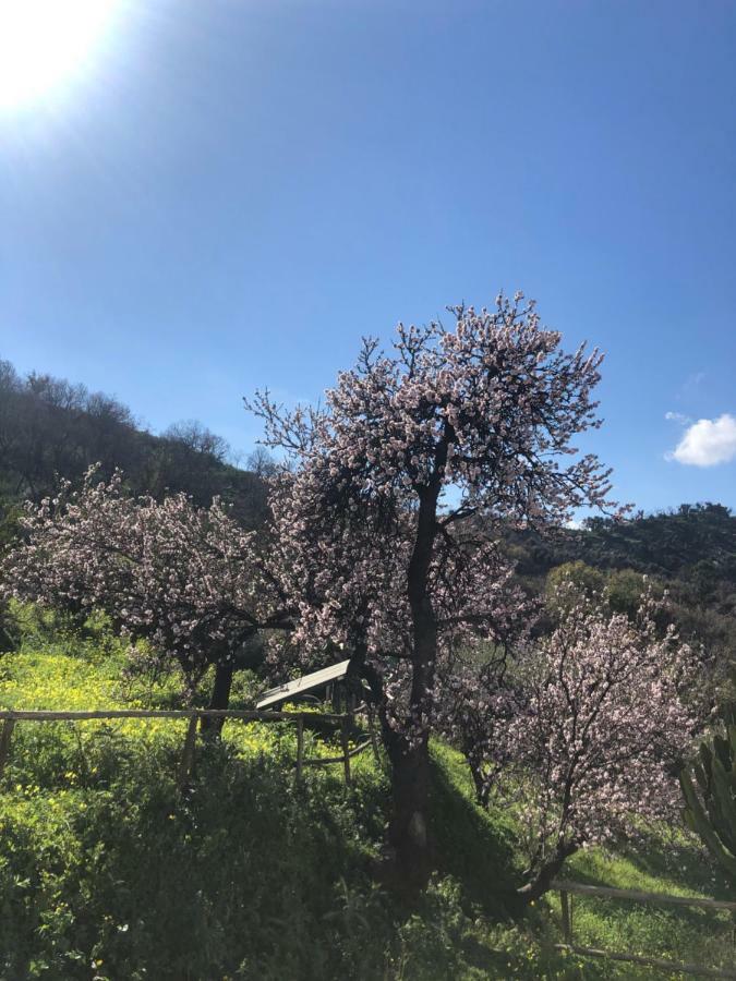 פאטי Villa Rica מראה חיצוני תמונה